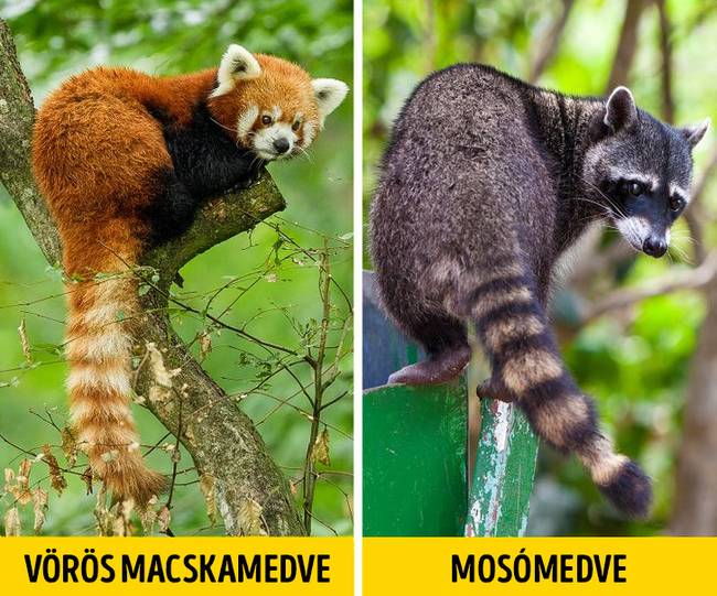 Vörös macskamedve vagy mosómedve