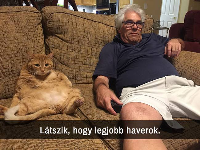 21 macskás Snapchat-üzenet, amit nem lehet kibírni nevetés nélkül