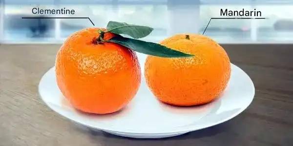 Klementin és mandarin: mi a különbség?