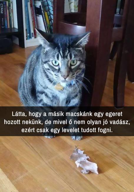 21 macskás Snapchat-üzenet, amit nem lehet kibírni nevetés nélkül
