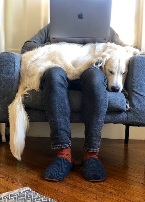 „Bolyhos íróasztal. 🐶"