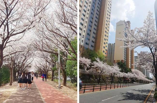 Japánhoz hasonlóan itt is virágzik a Sakura.
