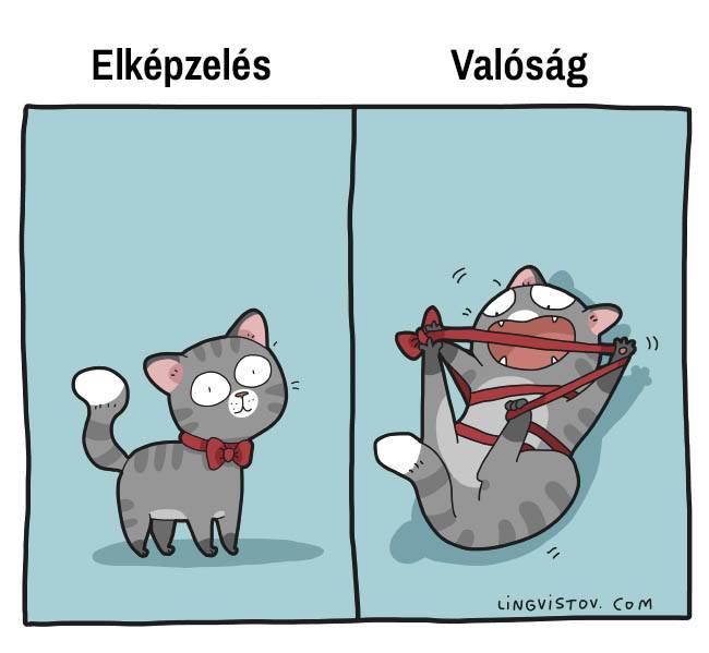 Valamit ráadni a macskára? Felejtős.