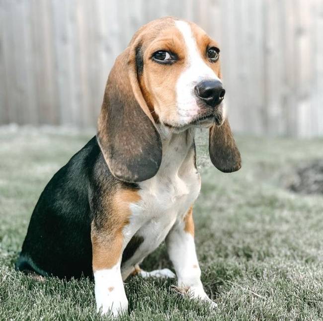 Beagle