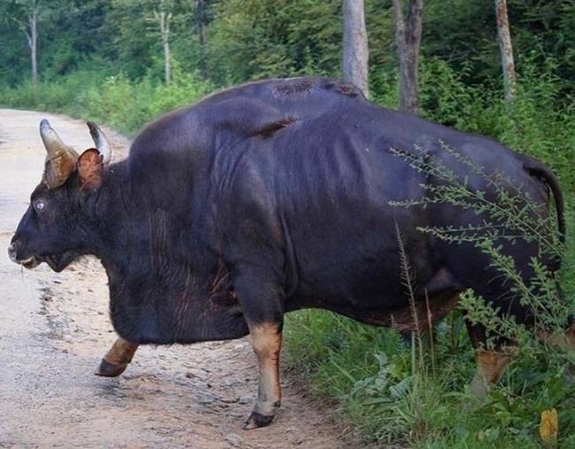 A gaur egy párosujjú patás, aminek a súlya a 2000 kg-ot is elérheti.