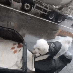 Motoros ülés, kutyáknak.