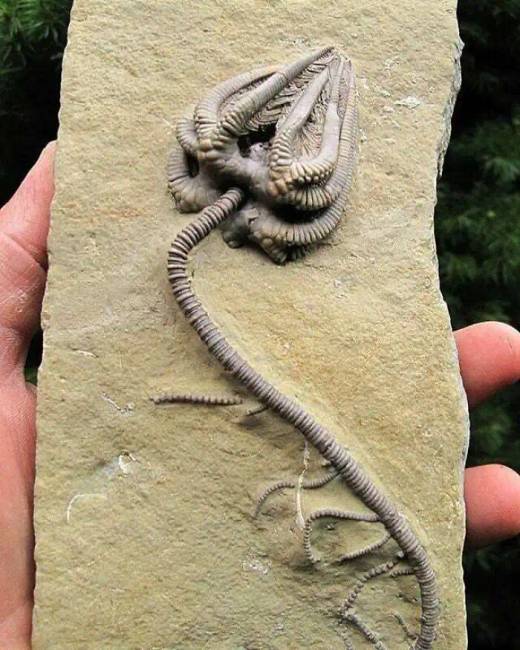Dinoszauruszok történelem régészet 011