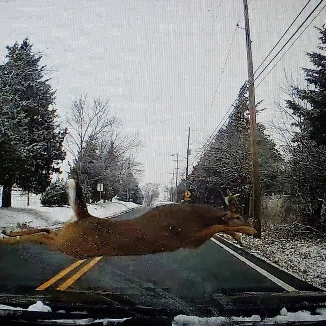 „Ennyin múlott ma, hogy elüssek egy szarvast. Ezt a képkockát a dashcam rögzítette."
