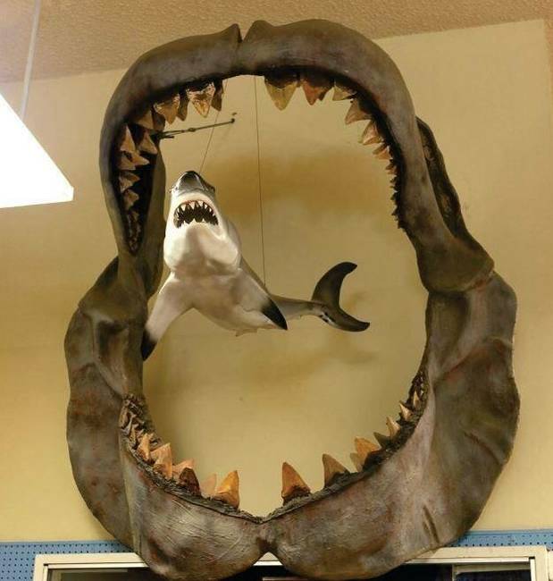Egy ma is élő 3 méteres cápa, egy több millió évvel ezelőtt élt megalodon állkapcsához képest.