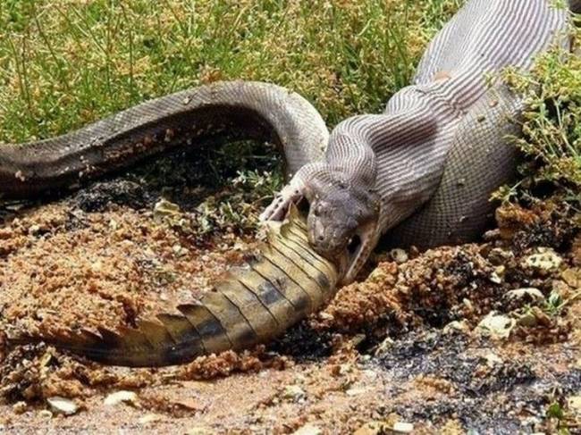 Ausztrália csodája: mindig van egy nagyobb ragadozó.