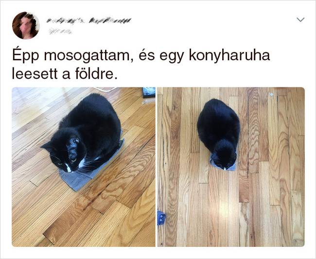20 Tweet, ami bizonyítja, hogy a macskák mellett sosem lehet unatkozni