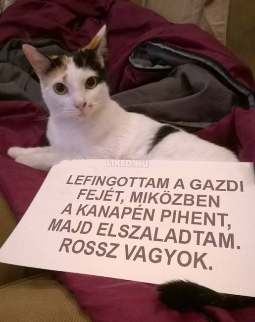 14 kisállat, akit szégyentáblával jutalmaztak a csínytevésért