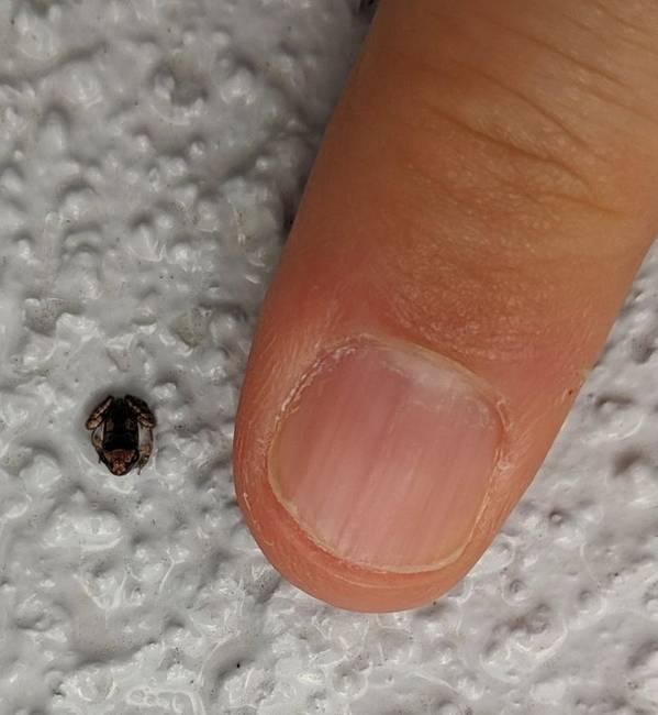 „Ma reggel találtam ezt a békát, ami valószínűleg a legkisebb béka, amit valaha láttam."