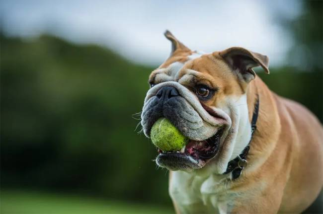 angol bulldog