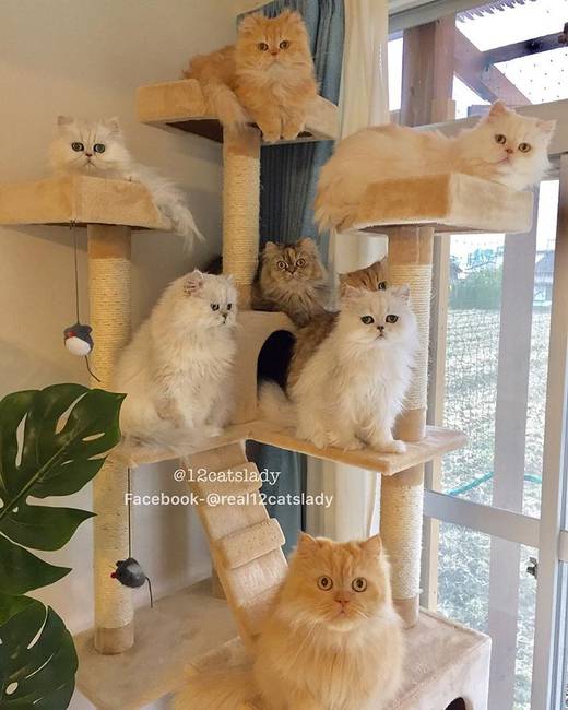 A világ legnépszerűbb macskafajtái a perzsamacska, a maine coon és a sziámi.