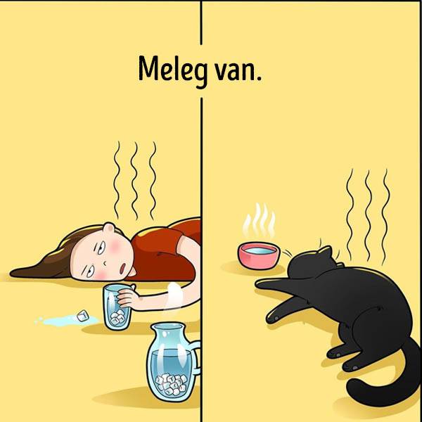 Közös nyári program.