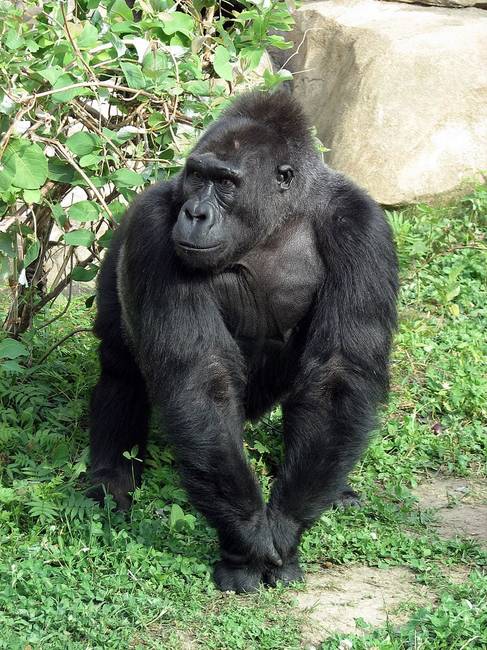 A legnagyobb modern főemlős a gorilla.