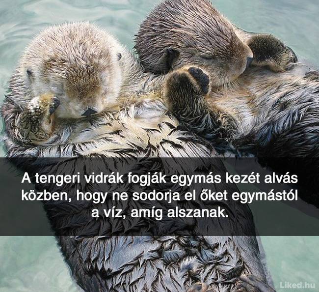 20+ örömteli tény, ami után teljesen más szemmel nézel majd a világra