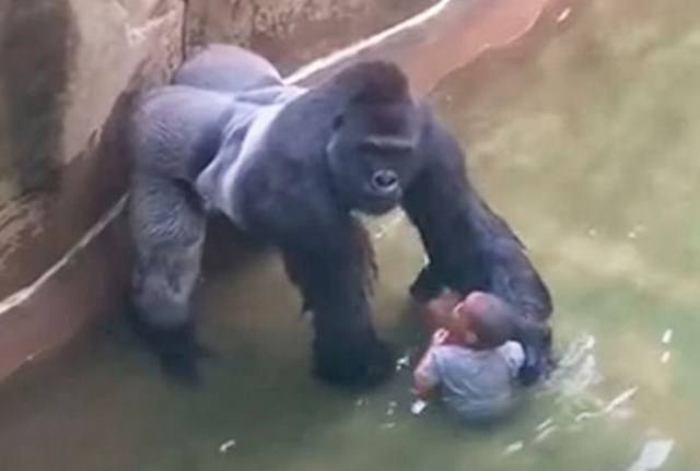 Harambe