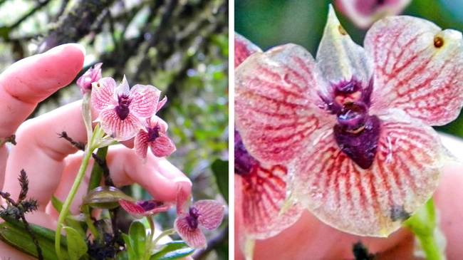 A telipogon diabolicus nevű orchideát az "ördög orchideájaként" szokták hívni, nem is véletlenül.