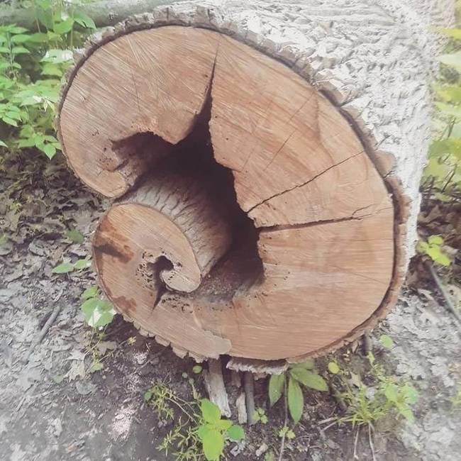 Fibonacci-fa.