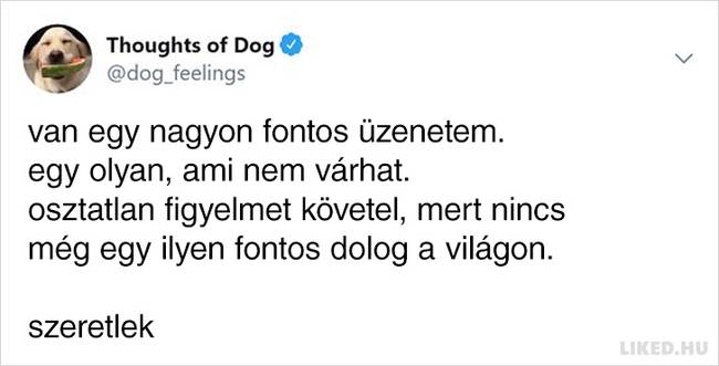 20 vicces kutyagondolat, amivel minden gazdi könnyedén képes lesz azonosulni