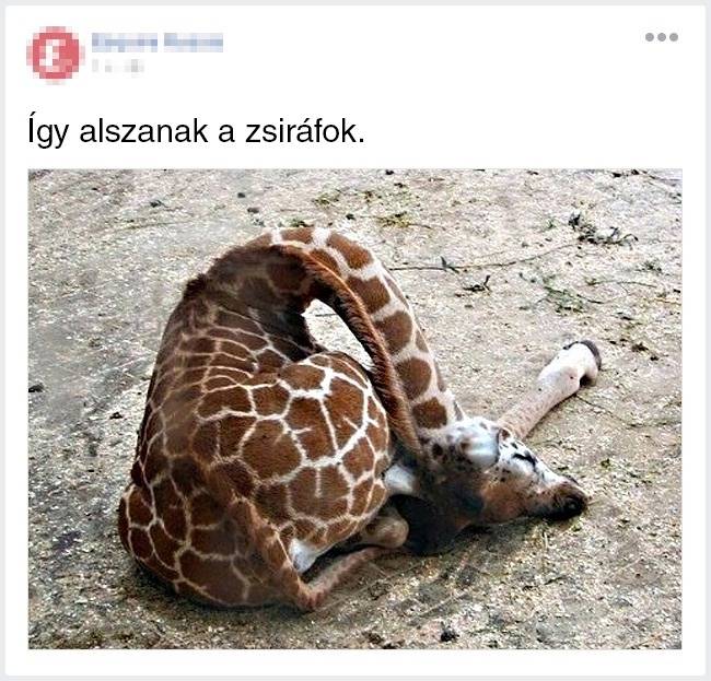 Gondoltad volna?