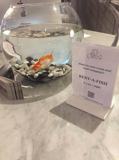 Ebben a hotelben, ha magányosnak érzed magad, akkor aranyhalat bérelhetsz, hogy legyen társaságod.