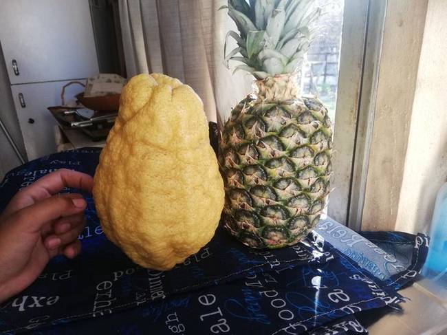 „A nagynéném egyik citroma ananász méretűre nőtt."