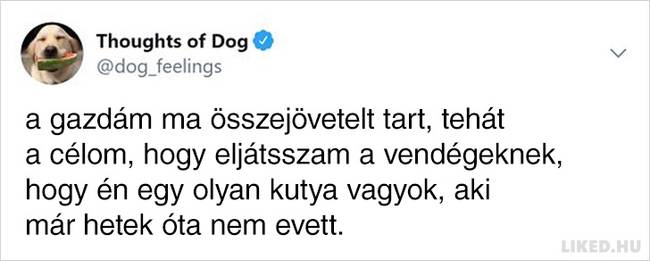 20 vicces kutyagondolat, amivel minden gazdi könnyedén képes lesz azonosulni
