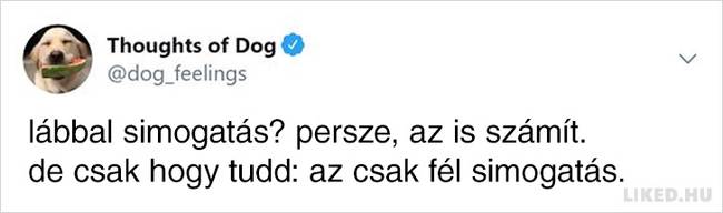 20 vicces kutyagondolat, amivel minden gazdi könnyedén képes lesz azonosulni