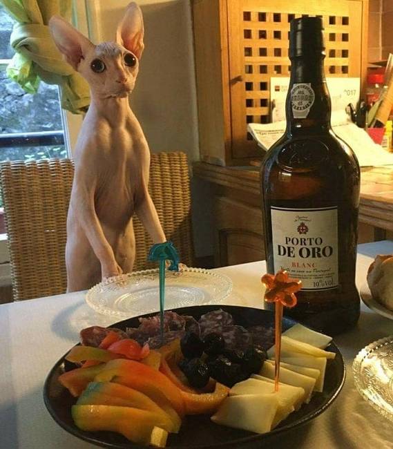 Ez a macska nem igazán érti, hogy miért nincs még semmi a tányérján.