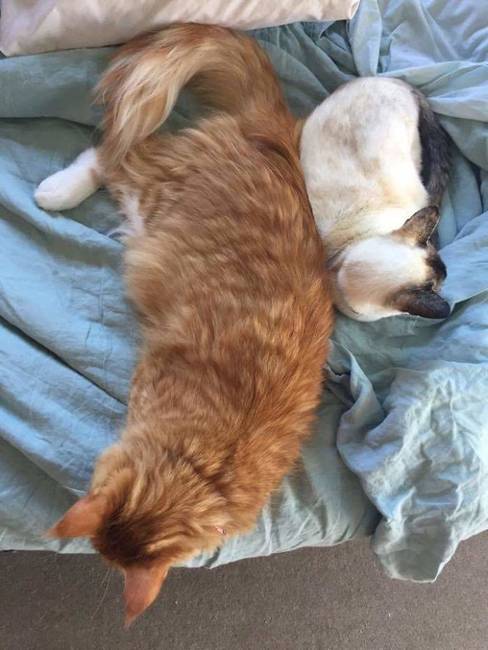 Egy Maine Coon macska mérete egy felnőtt sziámi macskához képest.
