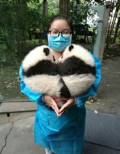 Pandaszerelem. ❤