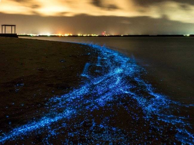 A fitoplankton teszi ki a Föld fotoszintetikus aktivitásának felét. Tehát a fitoplankton felelős a Föld atmoszférájában jelen lévő oxigén egy jelentős részéért – csak a teljes mennyiség felét termelik a növények.