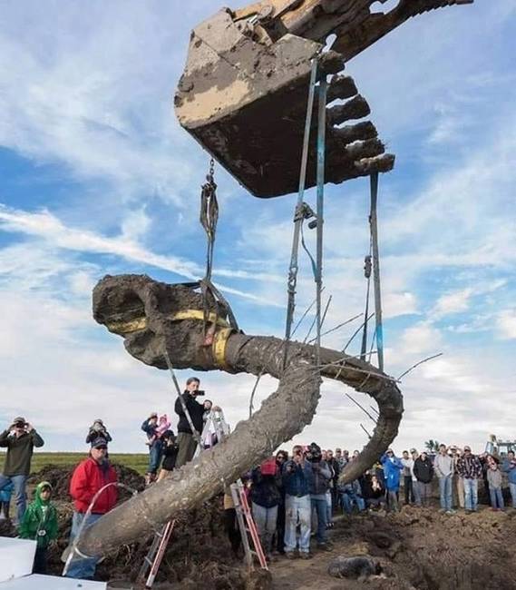 Egy gyapjas mamut koponyájának töredéke.