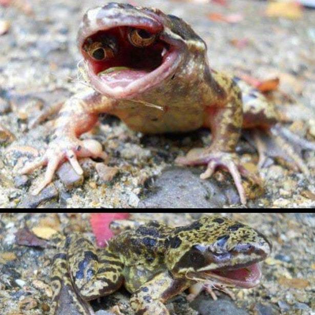 A mutáció miatt ennek a békának a szemei a szájában fejlődtek ki.