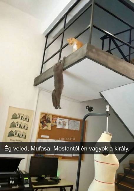 20 röhejes macskás Snapchat-üzenet, ami még a legpocsékabb napot is felvillanyozza