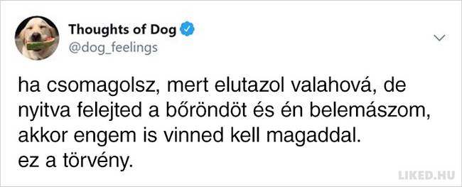20 vicces kutyagondolat, amivel minden gazdi könnyedén képes lesz azonosulni