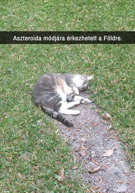 21 macskás Snapchat-üzenet, amit nem lehet kibírni nevetés nélkül