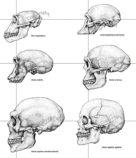 Az evolúció során az emberi agy mérete a háromszorosára nőtt.