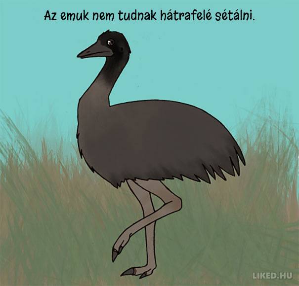20 őrült tény az állatokról, amit nem tanítottak meg nekünk az iskolában