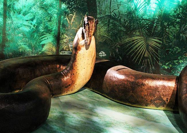 Az 58-60 millió évvel ezelőtt élt titanboa volt a valaha felfedezett legnagyobb kígyó a Földön. Hossza akár a 15 métert is elérhette, súlya pedig 1100-1200 kg között mozgott.