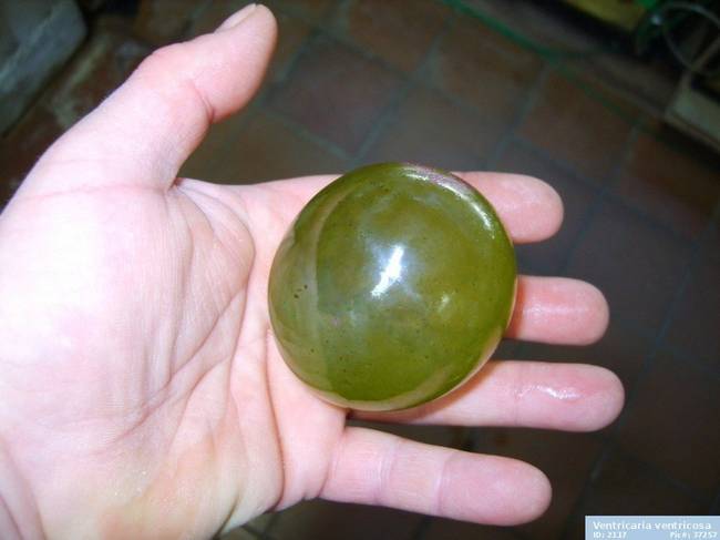 Ez nem egy szőlőszem. A Valonia ventricosa zöldmoszat a legnagyobb egysejtű élőlény a Földön. Igen, ez egyetlen hatalmas élő sejt.
