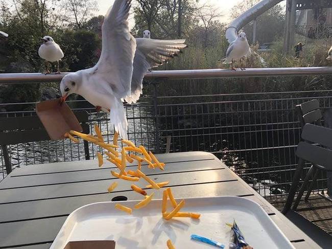 „Csak egy tál sültkrumplit szerettem volna enni ezen a hangulatos helyen...”