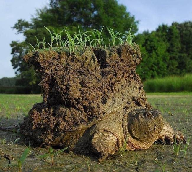 Egy teknős, aki egy komplett ökoszisztémát 'cipel a hátán'.