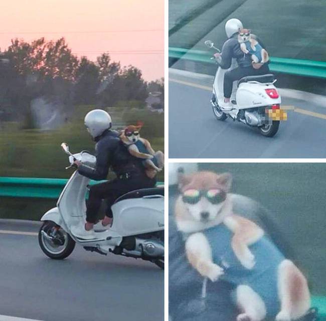 Ez a kutya olyan menő, hogy megengedhet magának egy saját sofőrt.