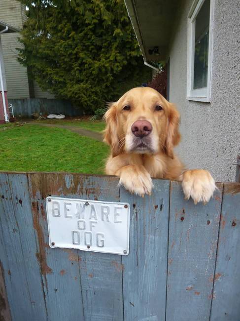 A Golden retrieverek nem éppen a legveszélyesebb kutyák közé tartoznak.