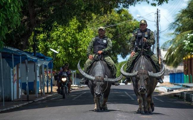 Egyes brazil rendőrök bölényháton közlekednek, mivel így könnyebb elkapni a bűnözőket a folyókban és mocsarakban.
