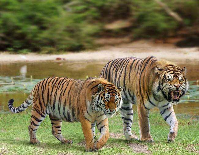 Szibériai tigris egy kihalt Ngandong tigrishez képest.